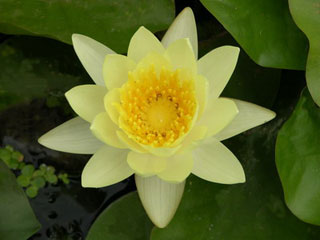 Yellow Hard Waterlily 