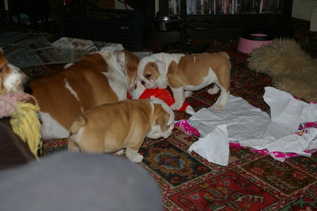 Stunning British Bulldog Puppies